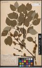 Foto von Salix caprea L.